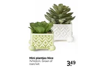mini plantjes nice