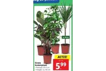 grote kamerplant