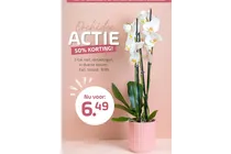 orchidee
