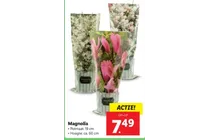 magnolia