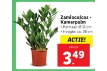 zamioculcas kamerpalm