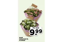 kalanchoe xl