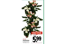 anthurium