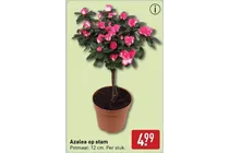 azalea op stam