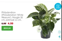 philodendron white measure