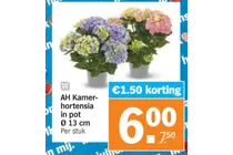 kamer hortensia
