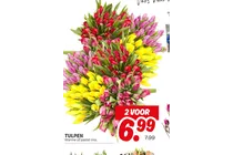tulpen
