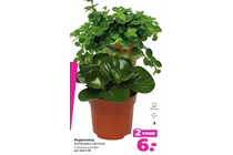 peperomia obtipan