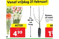 tulpen
