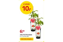 frambozenstruik