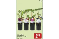 klimplant