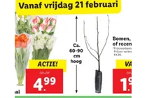 bomen of rozen
