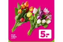 tulpen