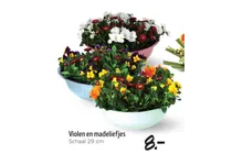 violen en madeliefjes