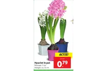 hyacint in pot