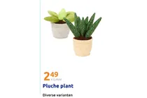 pluche plant