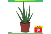 aloe vera plant