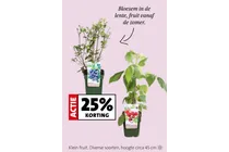 frambozenplant