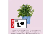 vergeet mij nietje