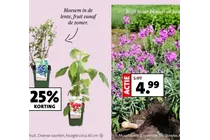 muurbloem bowles mauve