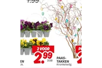 pansies