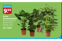kamerplant