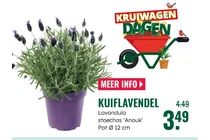 kuiflavendel