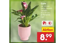 calla