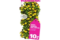 wandhanger met violen