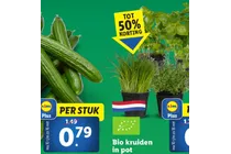 komkommer