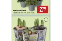kruidenplant