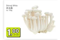 shimeji white