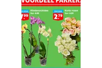 korte rozen