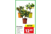 citrusplant