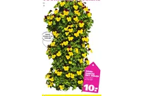 wandhanger met violen
