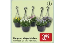 hang of stapot violen