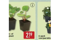 rabarber plant