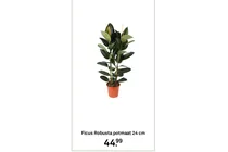 ficus robusta