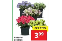 rhododendron