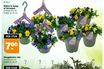 violen in hang of terraspot