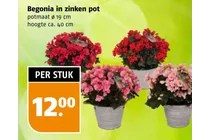 begonia