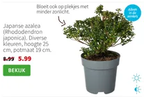 japanse azalea