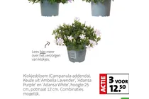 klokjesbloem