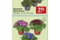 geranium bella donna