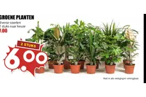 groene planten