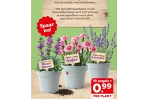 lavendel