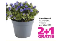 parelkruid glandora
