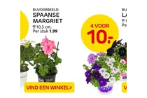 spaanse margriet