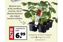 biologische aardbeien
