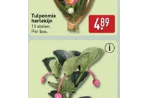 tulpenmix harlekijn